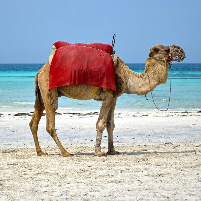Djerba Kamel